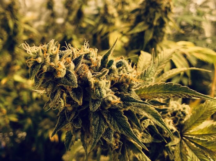 Gorilla Glue medical cannabis hybrid indica sativa strain