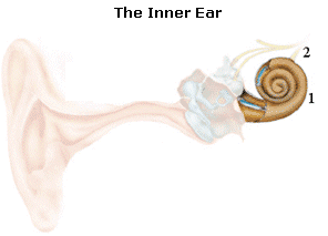 Inner ear image