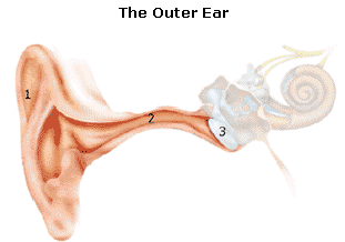 Outer ear image